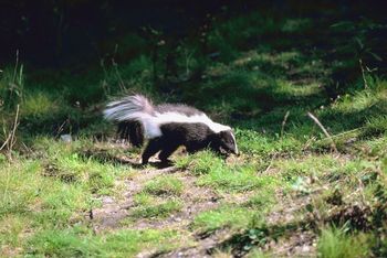 What’s It Like to Be Sprayed by a Skunk? What’s It Like to Be Sprayed by a Skunk?