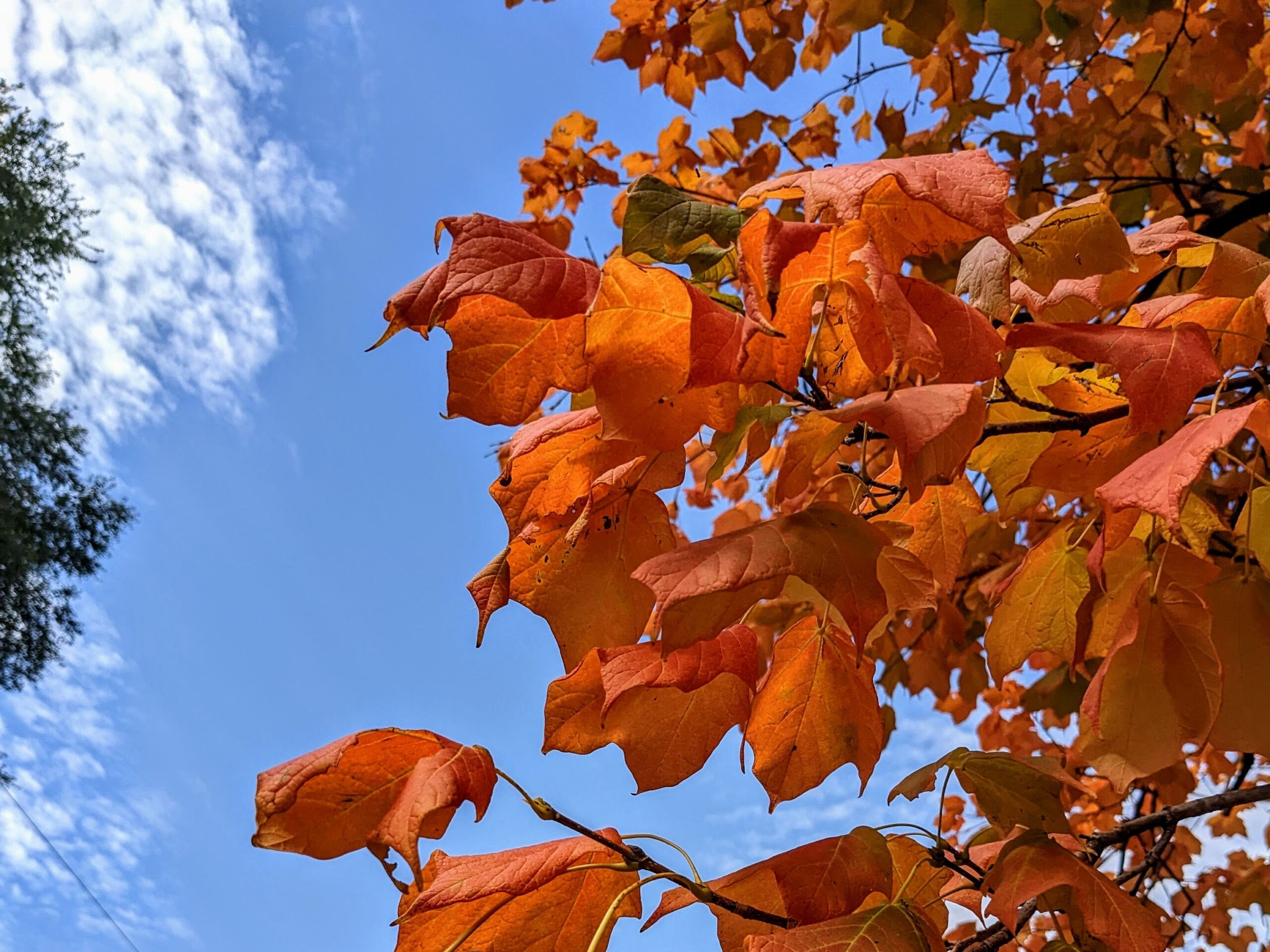 A Timeline for Fall Colors in Iowa A Timeline for Fall Colors in Iowa